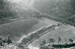 Wine Field Landscape