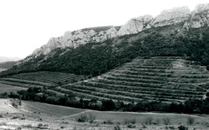 Wine Field