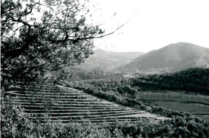 Wine field