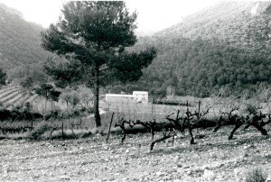Wine Field