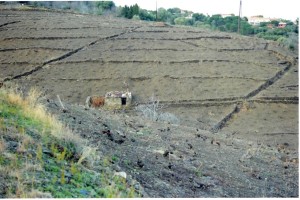 Village Wine field